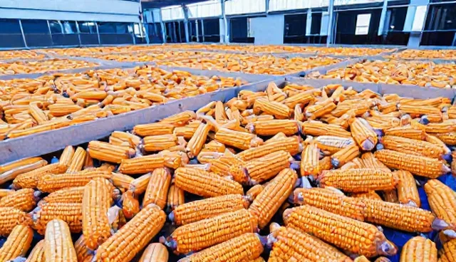 使用建议：以检查要点组织品种改良检查要点